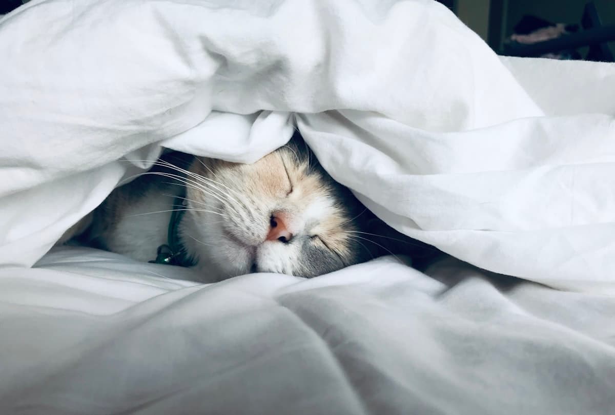 Insight Tidur